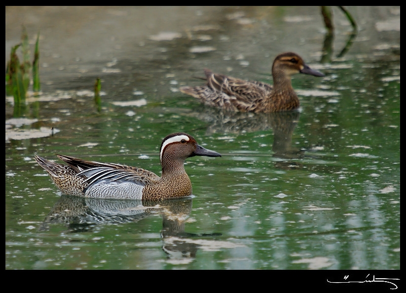 Garganey