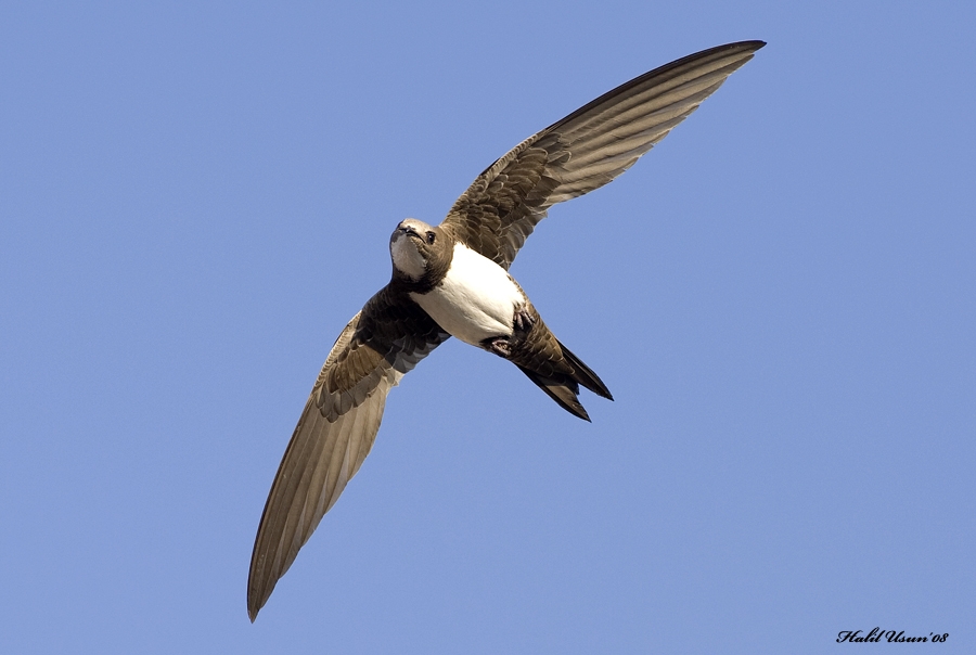 Alpine Swift
