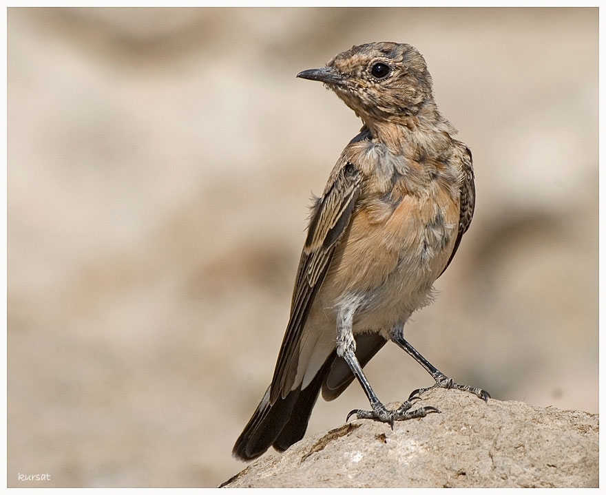 Northern Wheatear