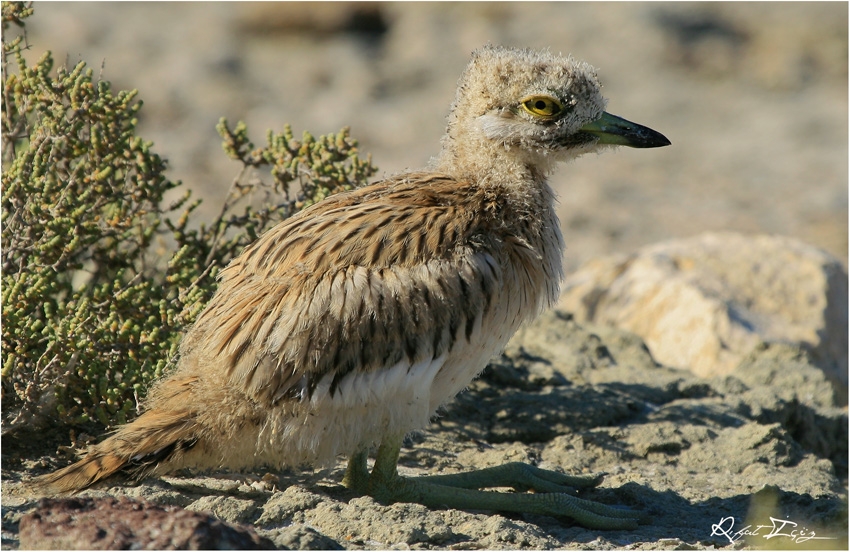 Eurasian Stone-curlew