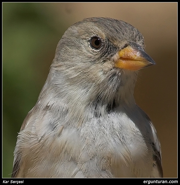 White-winged Snowfinch