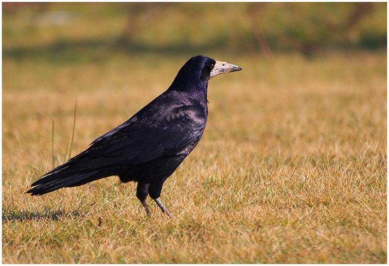 Rook