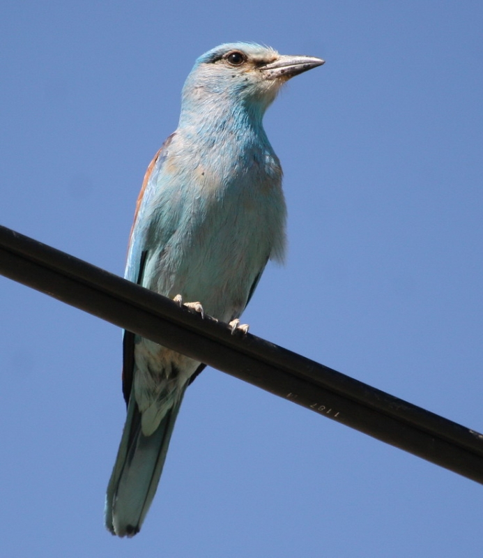 European Roller