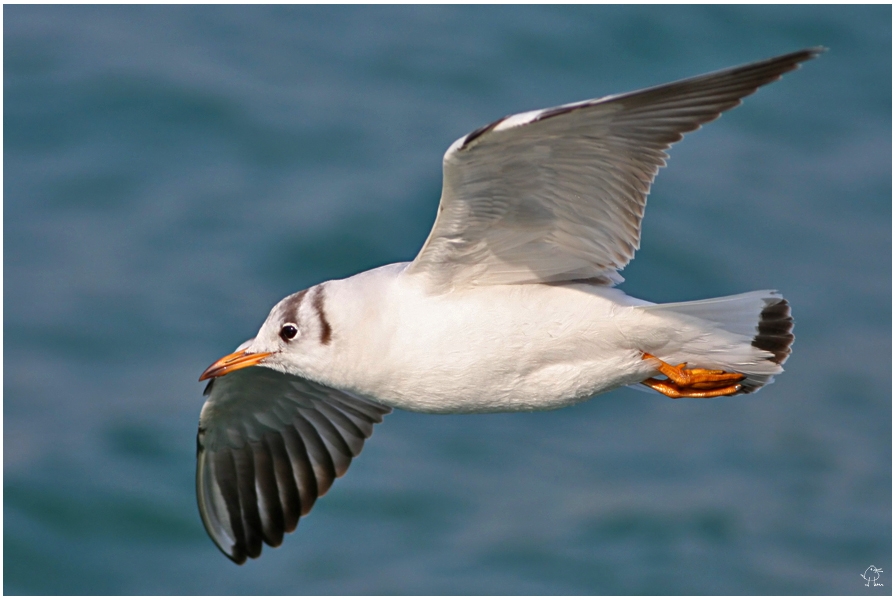 Black-headed Gull