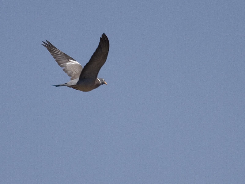 Common Wood Pigeon
