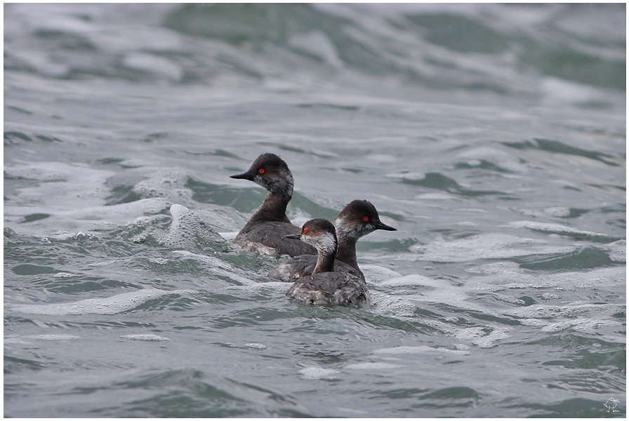 Black-necked Grebe