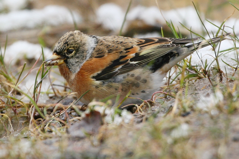 Brambling