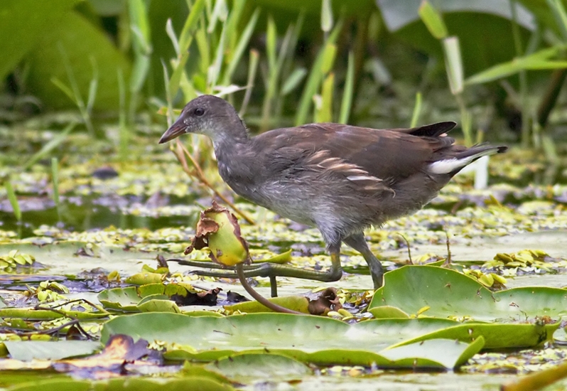 Common Moorhen