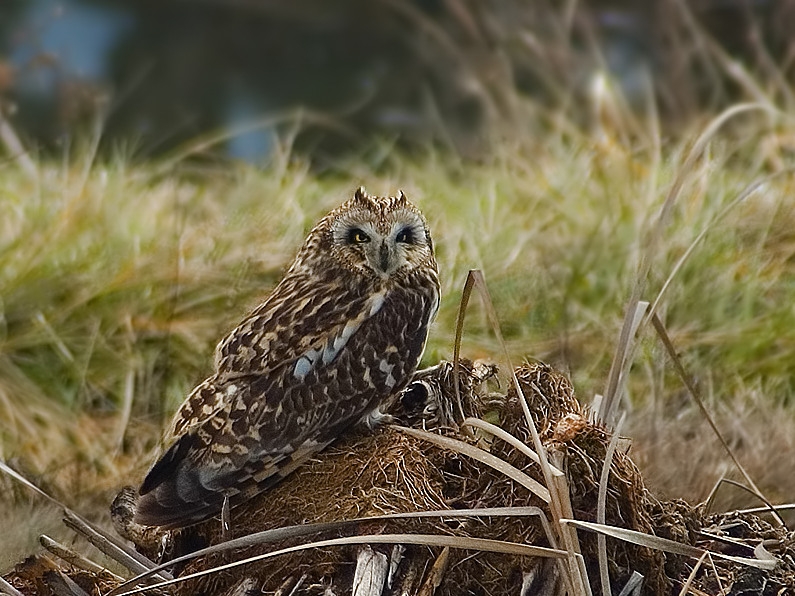 Short-eared Owl