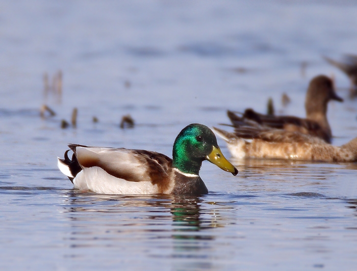 Mallard