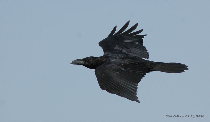 Northern Raven