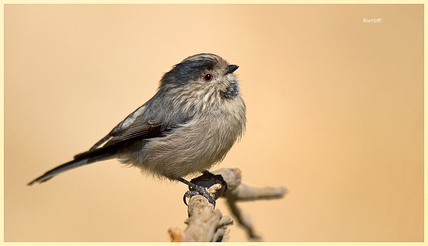 Long-tailed Tit