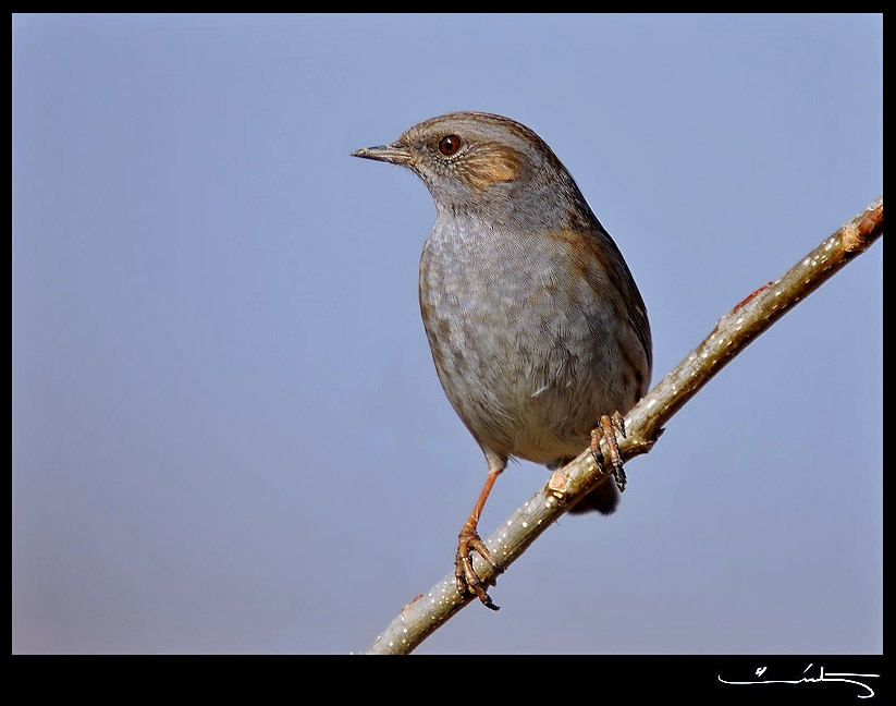 Dunnock