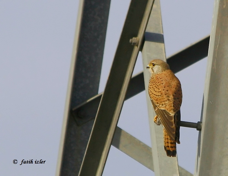 Common Kestrel