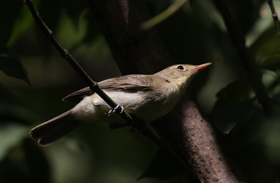 Eastern Olivaceous Warbler