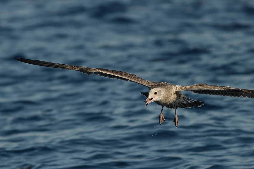 Audouin`s Gull