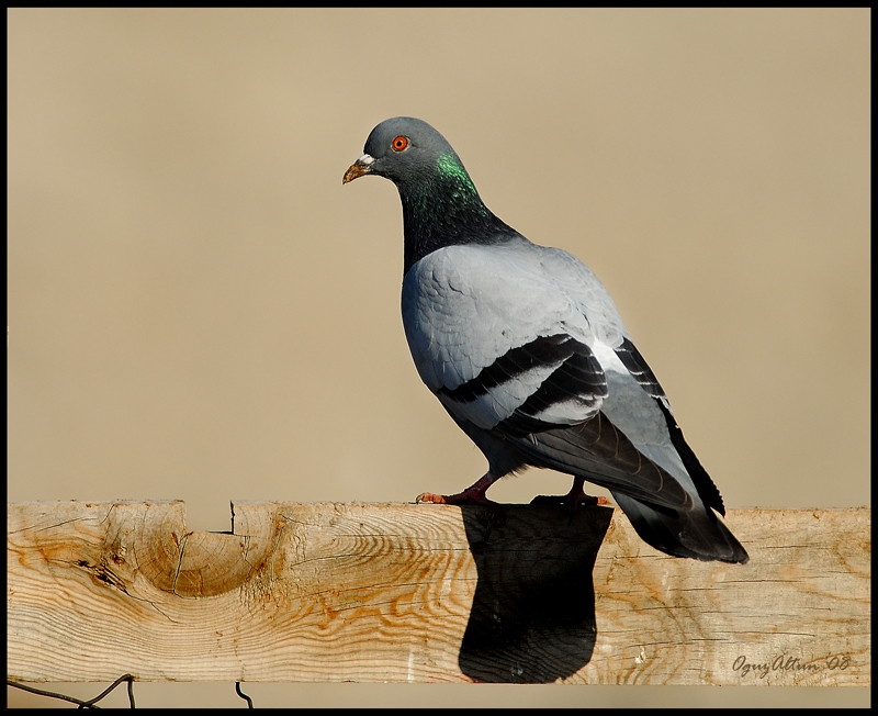 Rock Dove