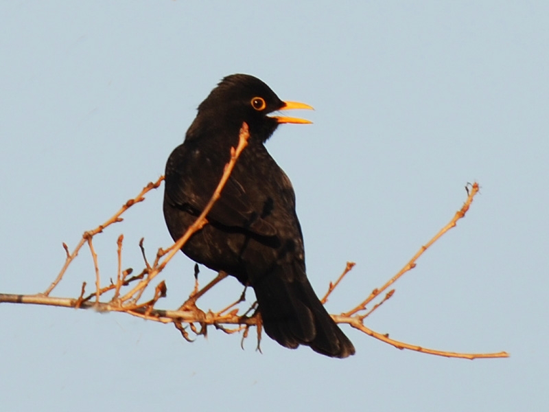 Common Blackbird