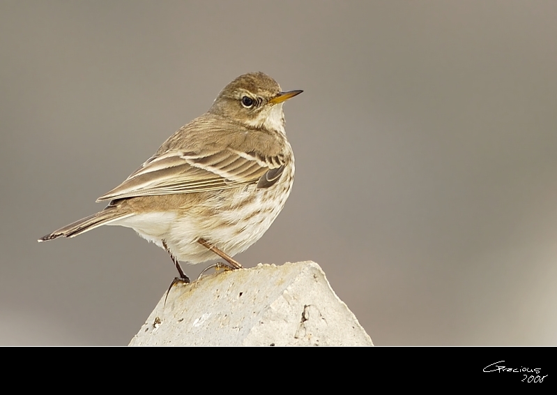 Water Pipit