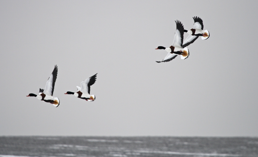 Common Shelduck