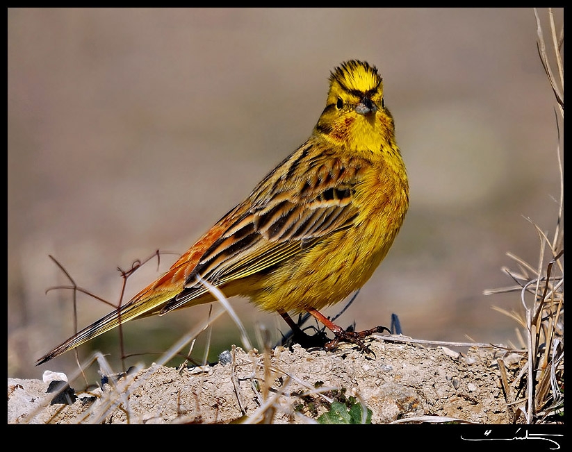Yellowhammer
