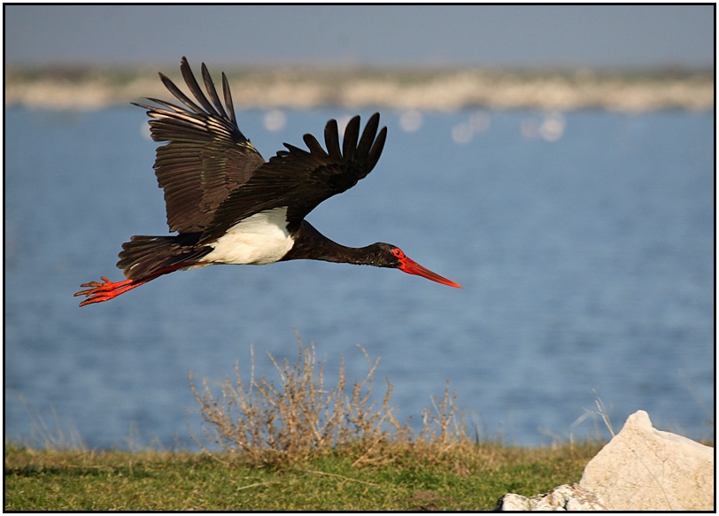 Black Stork