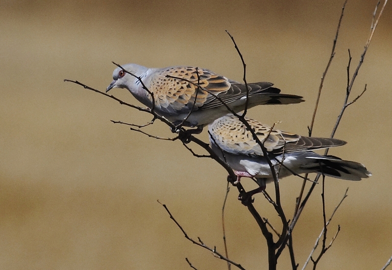 European Turtle Dove