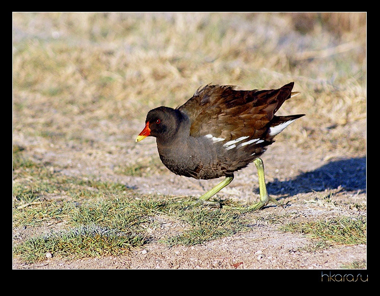 Common Moorhen