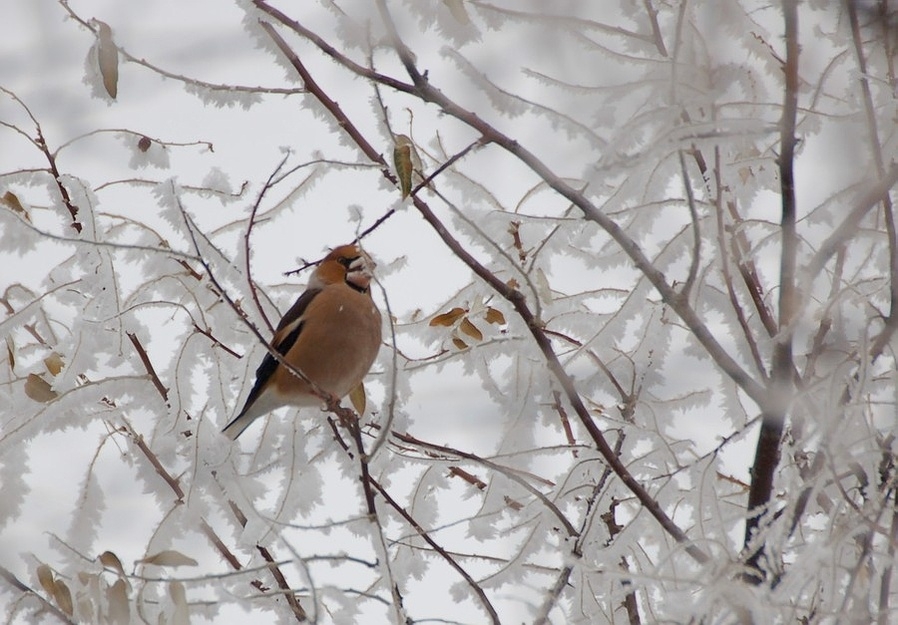 Hawfinch