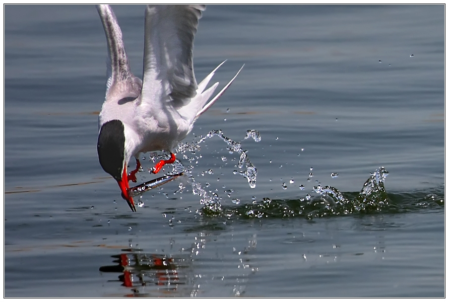 Common Tern