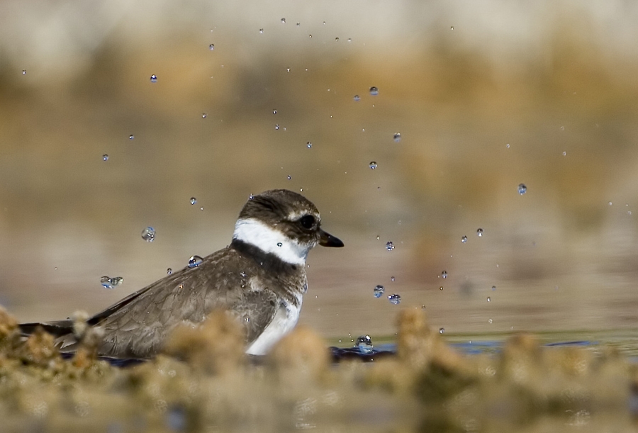Common Ringed Plover
