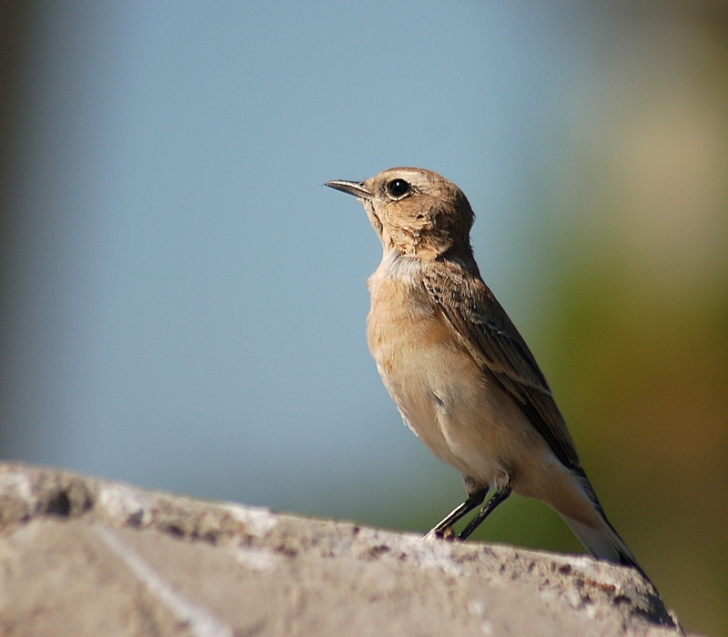 Northern Wheatear