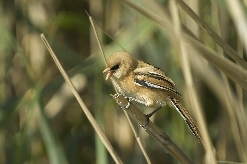 Bearded Reedling