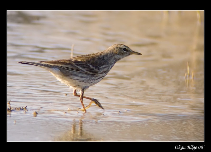 Water Pipit
