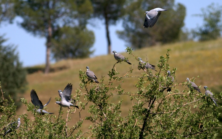 Common Wood Pigeon