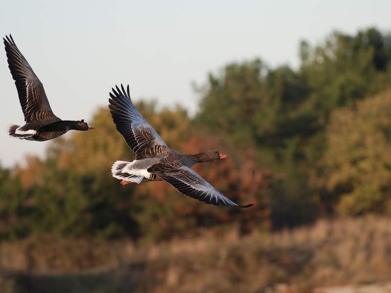 Greylag Goose