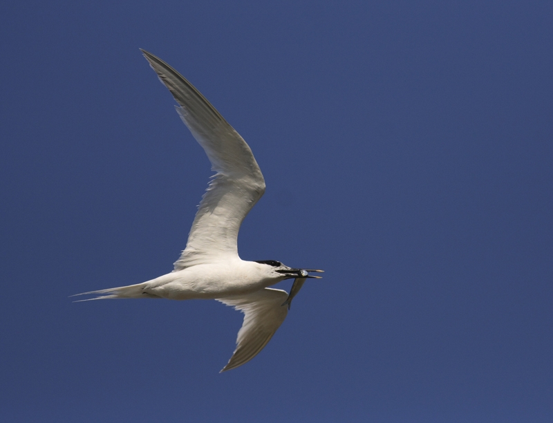 Sandwich Tern