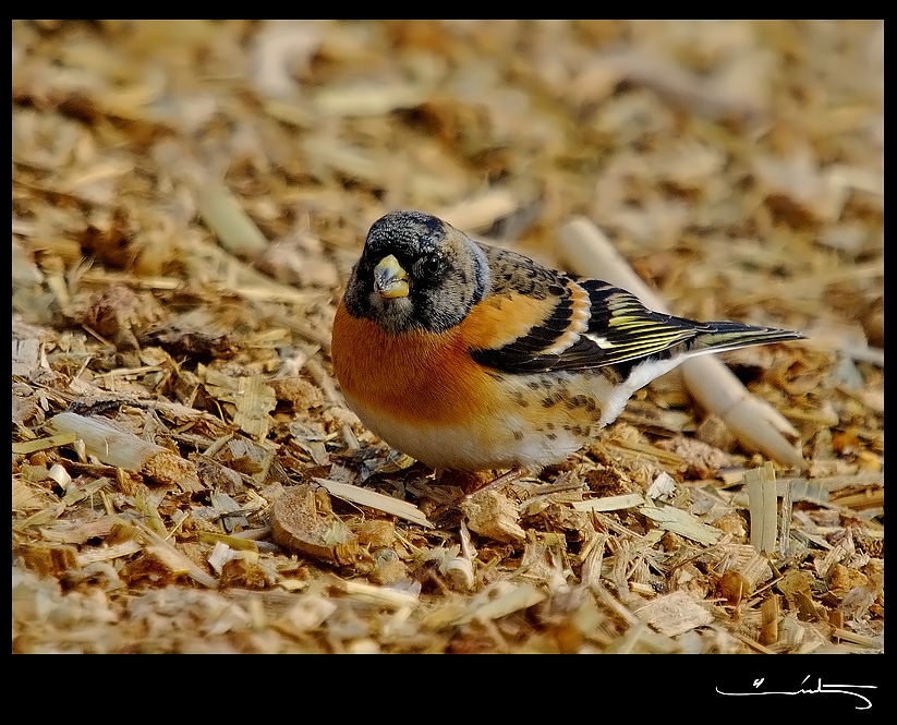 Brambling