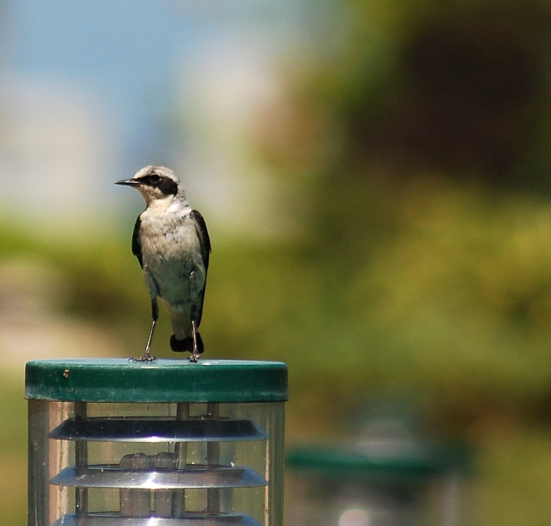 Northern Wheatear