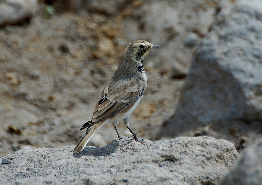 Horned Lark