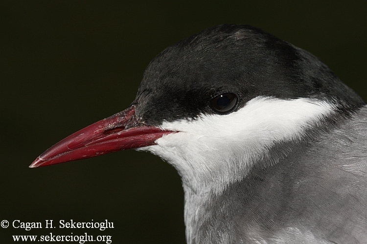 Whiskered Tern