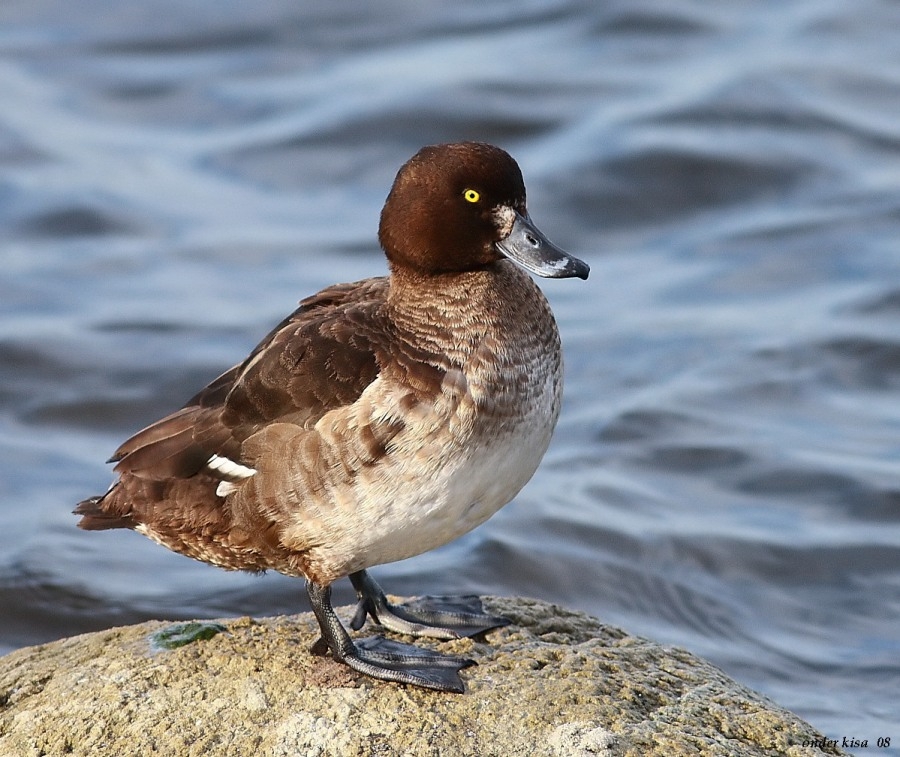 Tufted Duck