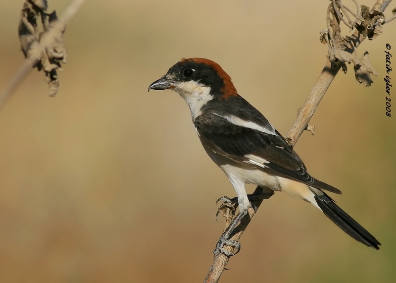 Woodchat Shrike