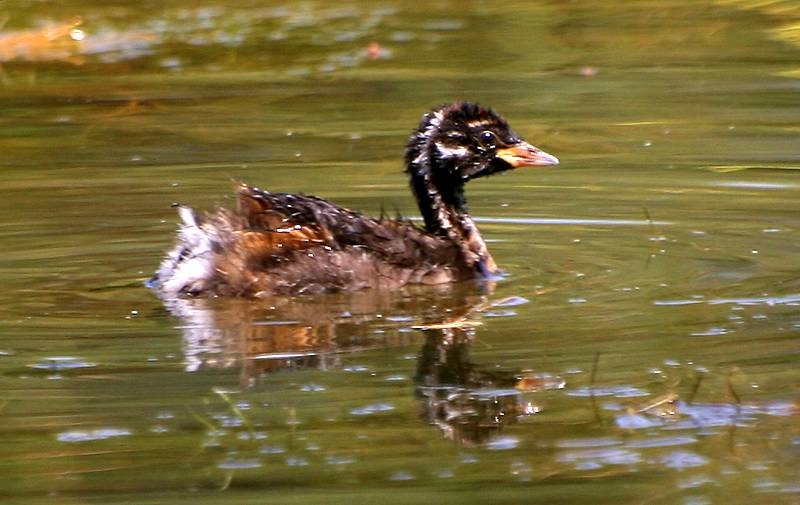 Little Grebe