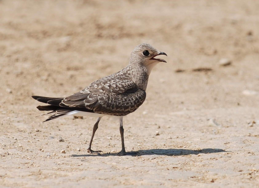Collared Pratincole