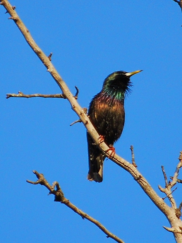 Common Starling
