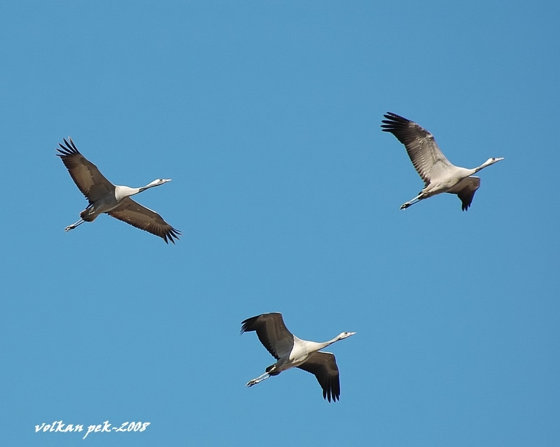 Common Crane