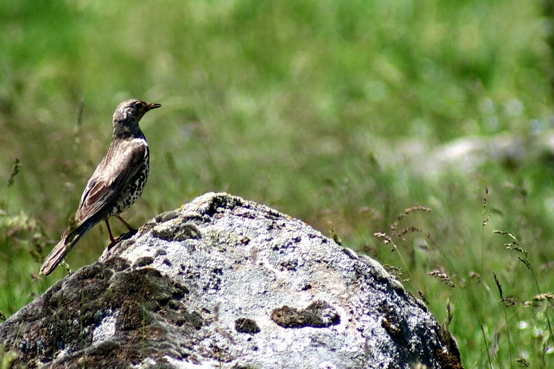Mistle Thrush