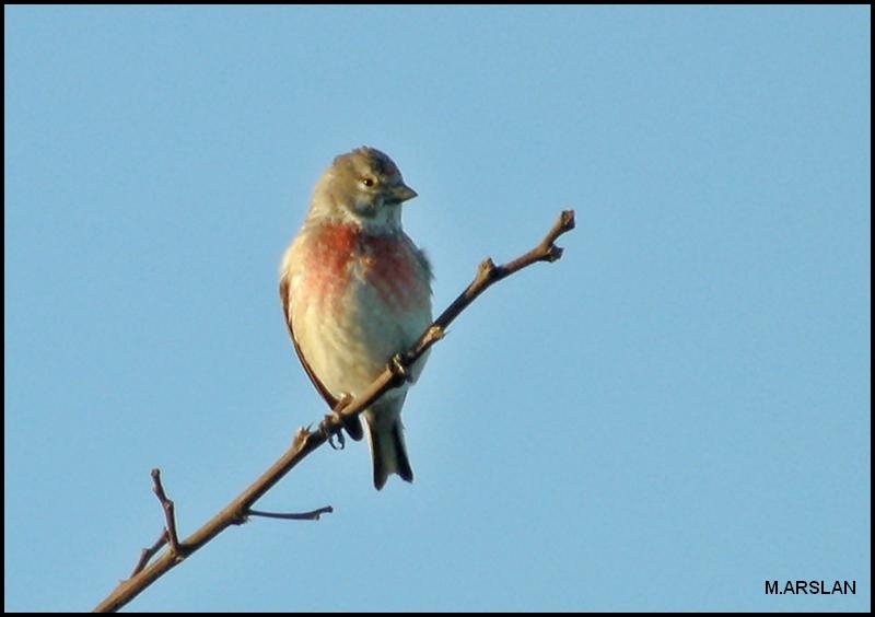Common Linnet