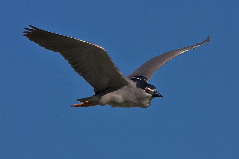 Black-crowned Night Heron